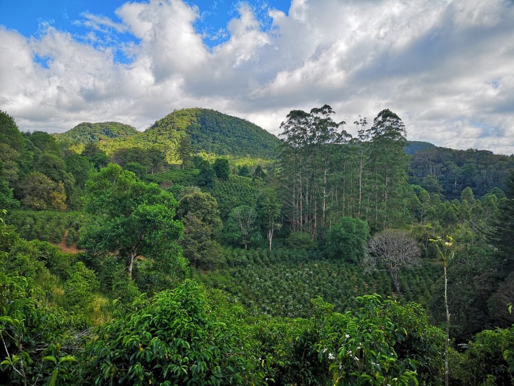 JANSON COFFEE FARM Specialty Coffee Association of Panama