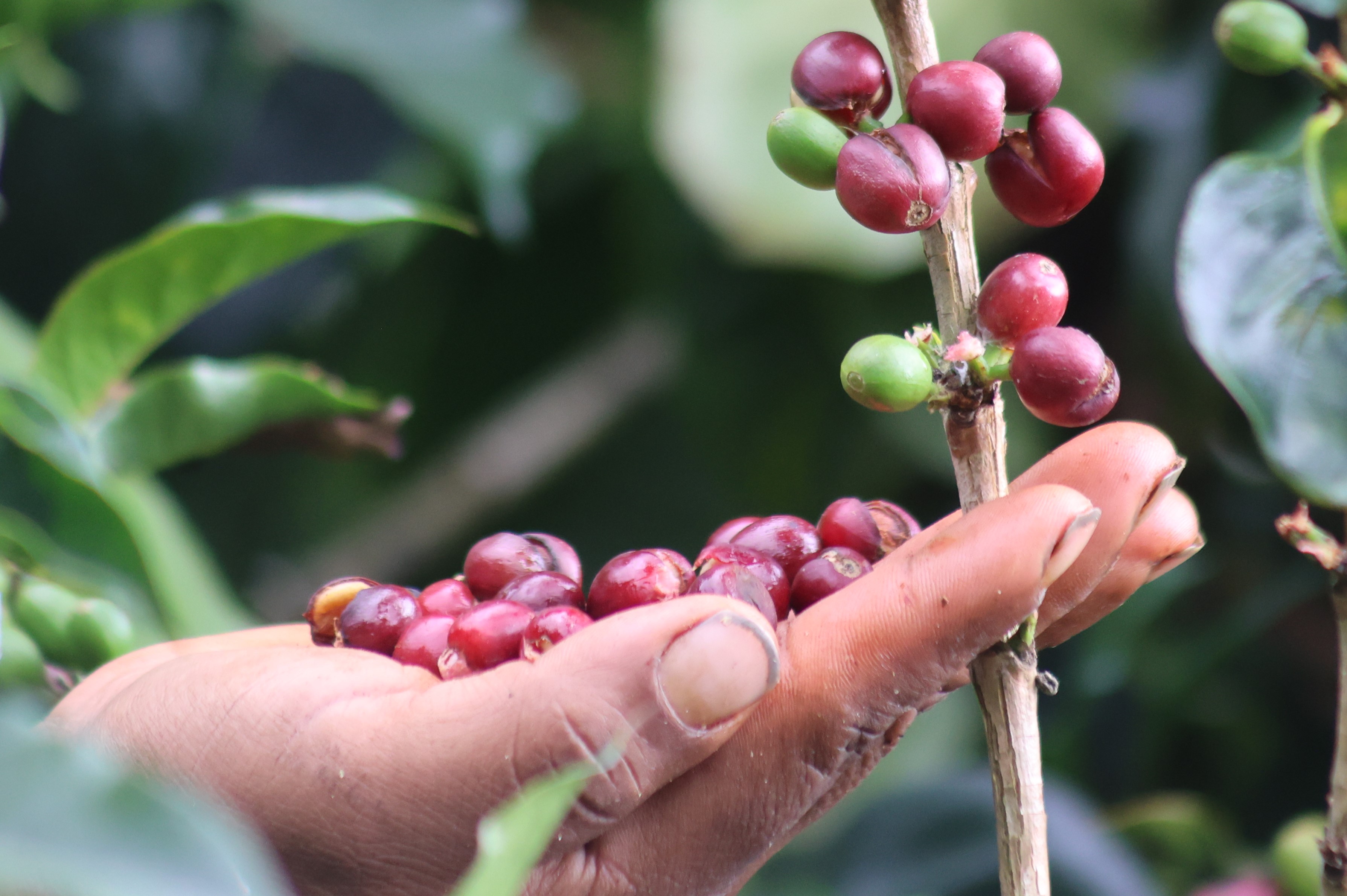 Productores panameños preparan café del alta especialidad para el BOP 2023